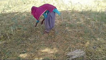 Gila, Desi Indian Pacar Ngegoblok Habis Bini Yang Lagi Sibuk Kerja Di Sawah, Sampe Muncrat Kenceng